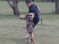 Dog-Protection-Training-10