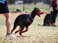 Dog-Obedience-Training-8
