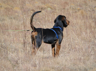 Dog-Tracking-Classes-8