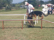 Dog-Agility-Training-10