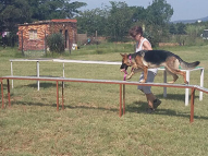 Dog-Agility-Training-11