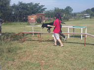 Dog-Agility-Training-12