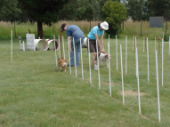 Dog-Agility-Training-14