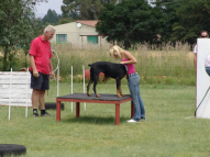 Dog-Agility-Training-15