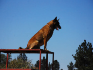 Dog-Agility-Training-16