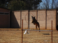 Dog-Agility-Training-17