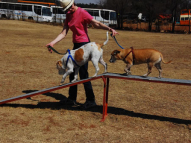 Dog-Agility-Training-18