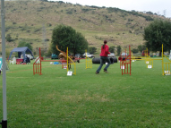 Dog-Agility-Training-19