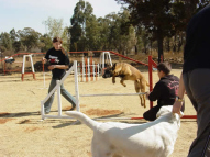 Dog-Agility-Training-21