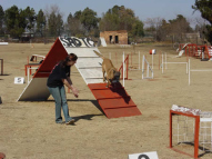 Dog-Agility-Training-22