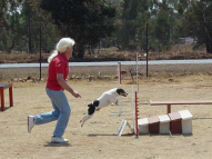 Dog-Agility-Training-23