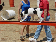 Dog-Agility-Training-24