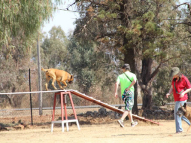 Dog-Agility-Training-25