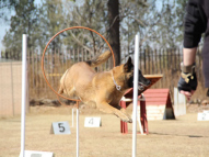 Dog-Agility-Training-26