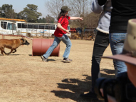 Dog-Agility-Training-27