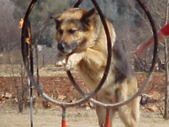 Dog-Agility-Training-28