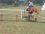 Dog-Agility-Training-29