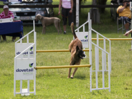 Dog-Agility-Training-30