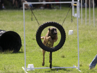 Dog-Agility-Training-31