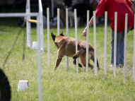 Dog-Agility-Training-32