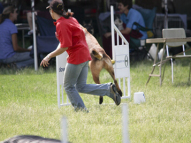 Dog-Agility-Training-33