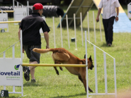 Dog-Agility-Training-34