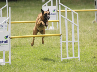 Dog-Agility-Training-35