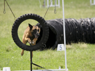 Dog-Agility-Training-36
