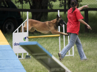 Dog-Agility-Training-37