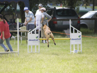 Dog-Agility-Training-38