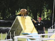 Dog-Agility-Training-39