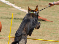 Dog-Agility-Training-4