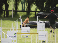 Dog-Agility-Training-40