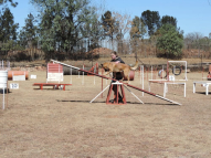 Dog-Agility-Training-42