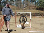 Dog-Agility-Training-44