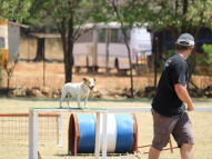 Dog-Agility-Training-47