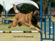Dog-Agility-Training-5