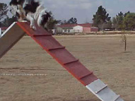 Dog-Agility-Training-6