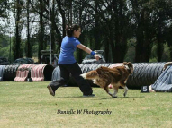 Dog-Agility-Training-7