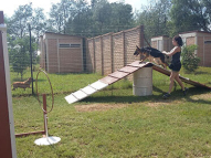 Dog-Agility-Training-8