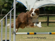 Dog-Agility-Training-9