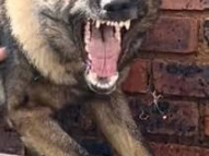 Dog-Protection-Training-1