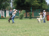 Dog-Protection-Training-11