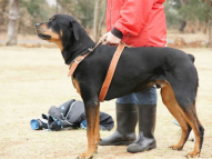 Dog-Protection-Training-12