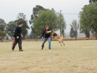 Dog-Protection-Training-13