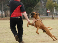 Dog-Protection-Training-14