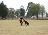Dog-Protection-Training-15
