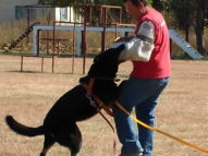 Dog-Protection-Training-16