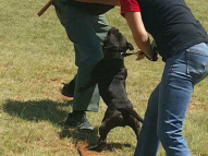 Dog-Protection-Training-17