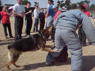 Dog-Protection-Training-18